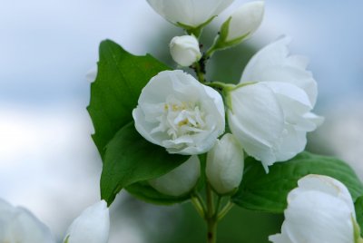 Philadelphus coronarius 'Aureus' - pustoryl věncový - květ